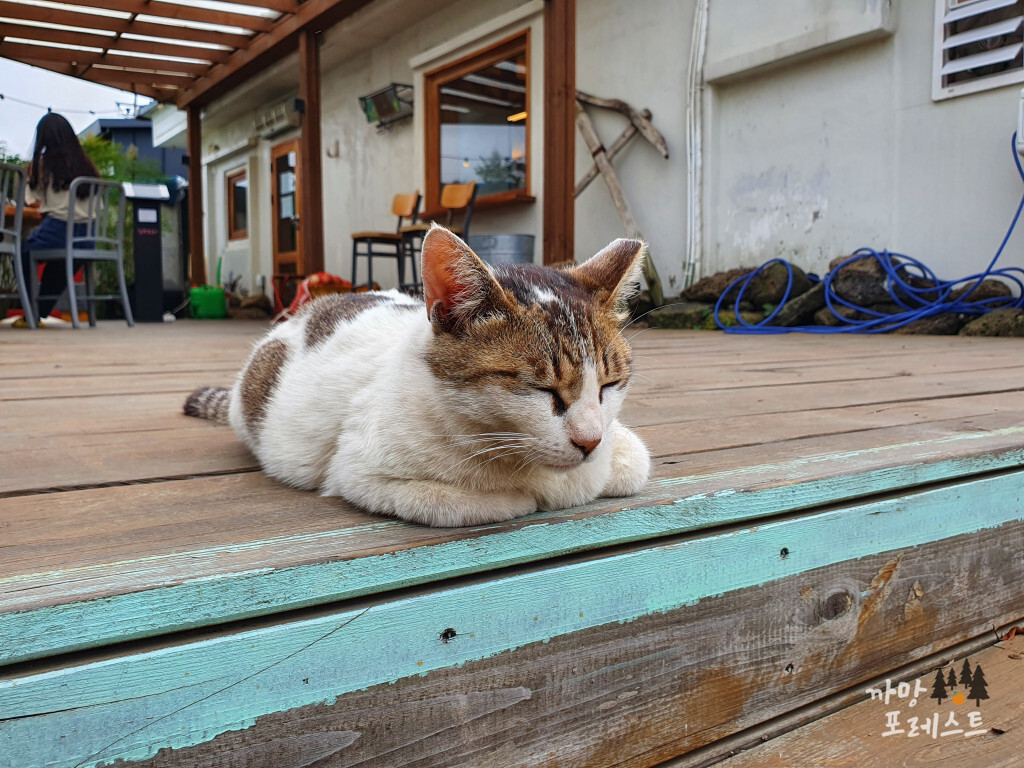 제주 고로 고양이