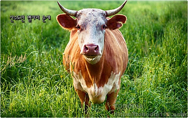 8월-황소자리운세