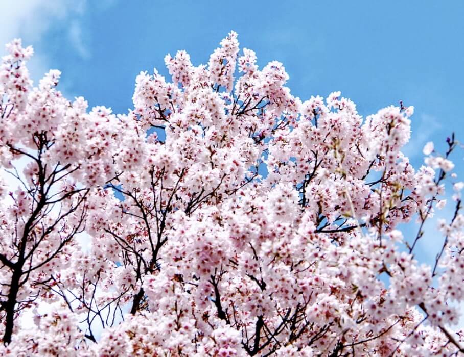 제천 청풍호 벚꽃축제 일정 프로그램