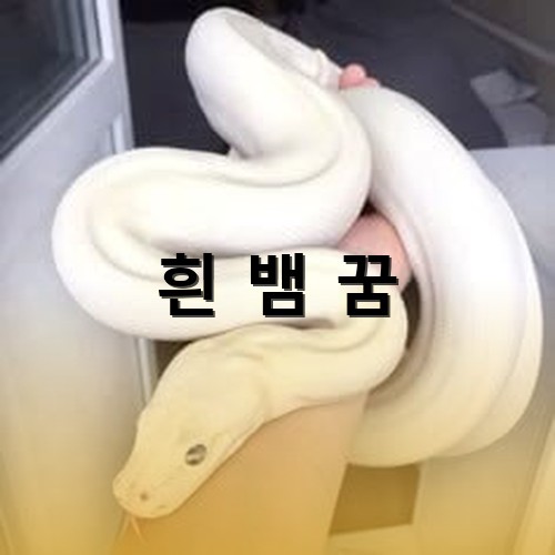 사람-팔뚝만한-두께의-흰-뱀을-한손으로-잡고-들어올리는-모습