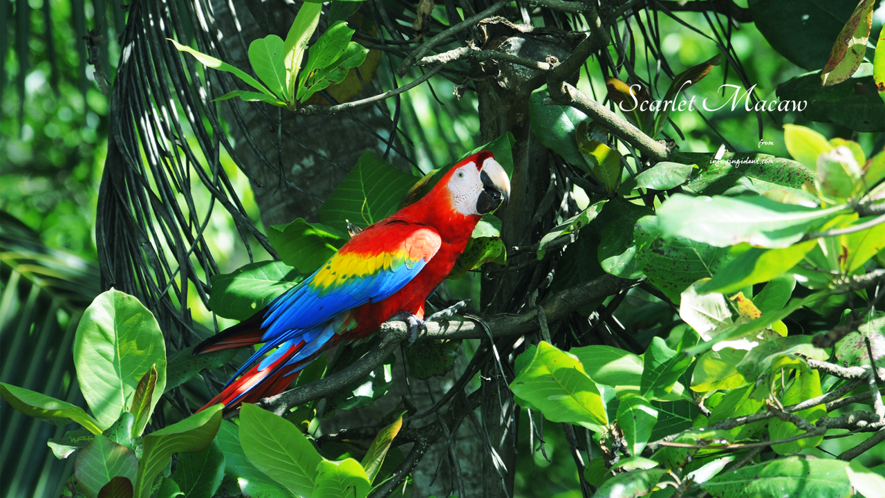 07 스칼렛 마카우 옆모습 C - Scarlet Macaw 코스타리카배경화면