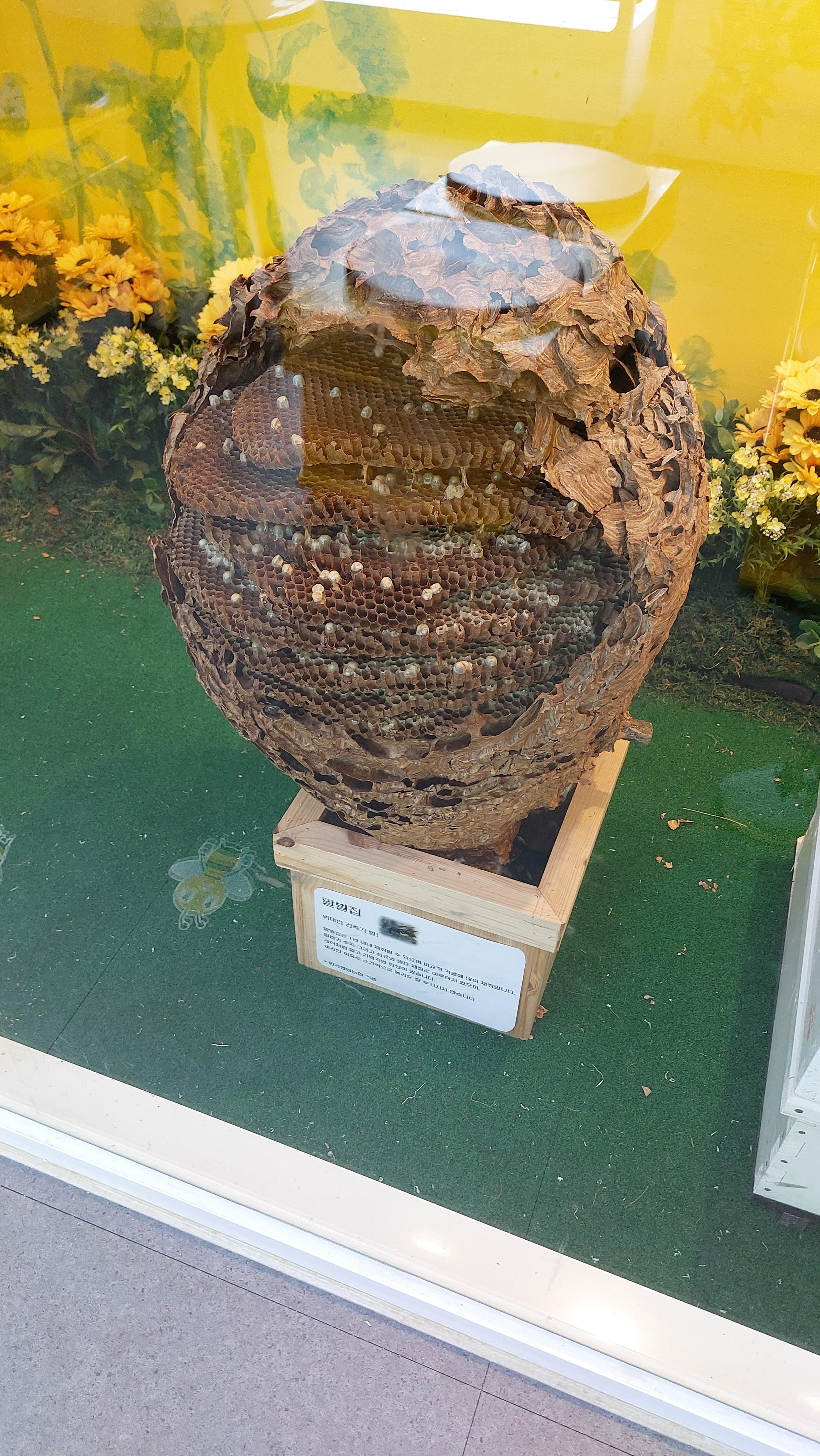 안성팜랜드 허니카페안에 있는 말벌집