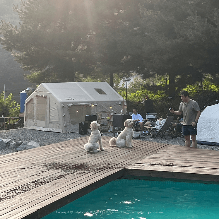 골든두들 자두와 만남!