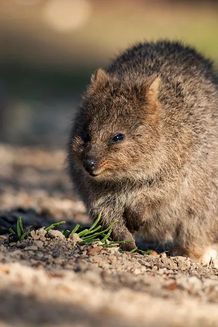 쿼카 웃는 동물 행복한 동물 특징 성격_6