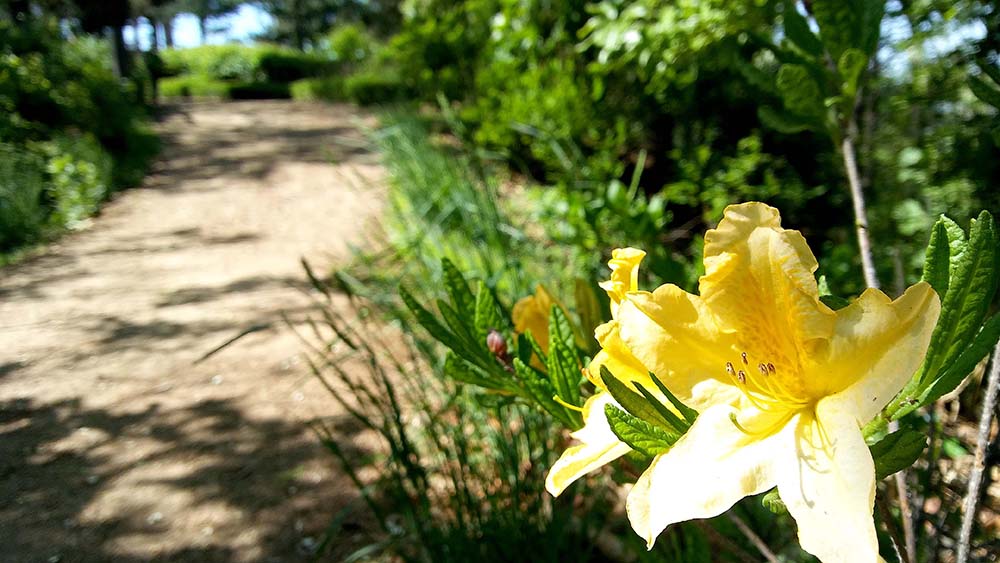 봉산·앵봉산 꽃