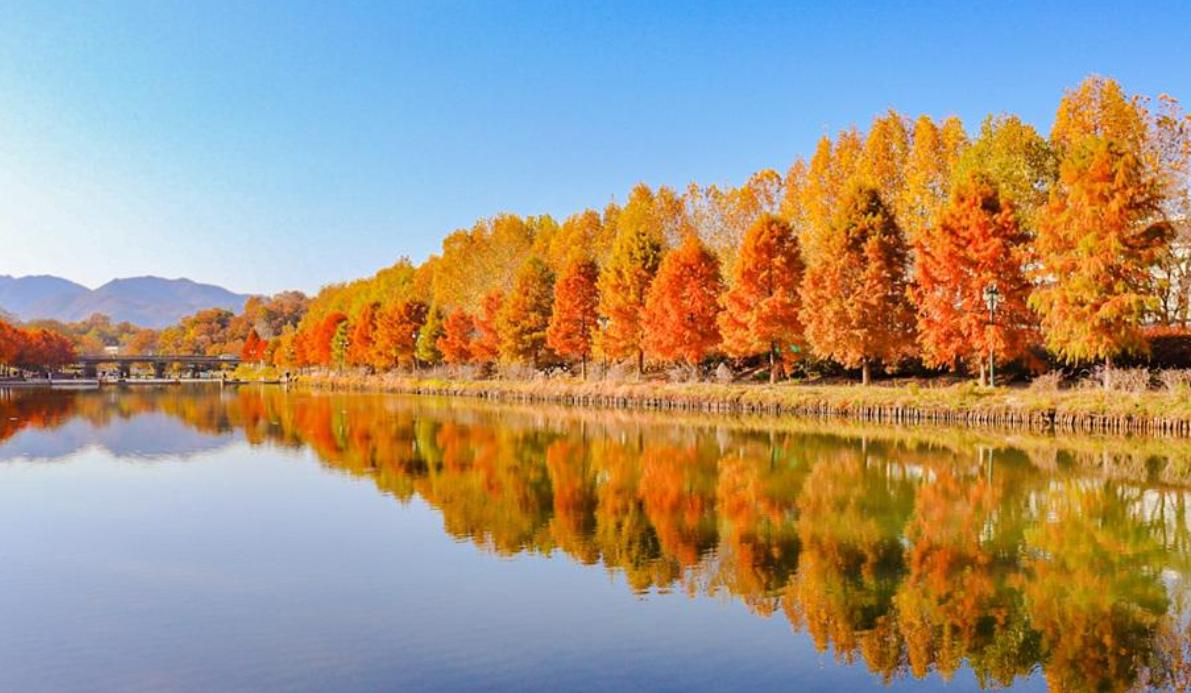 강원도 단풍 드라이브 코스 추천 - 1. 남이섬