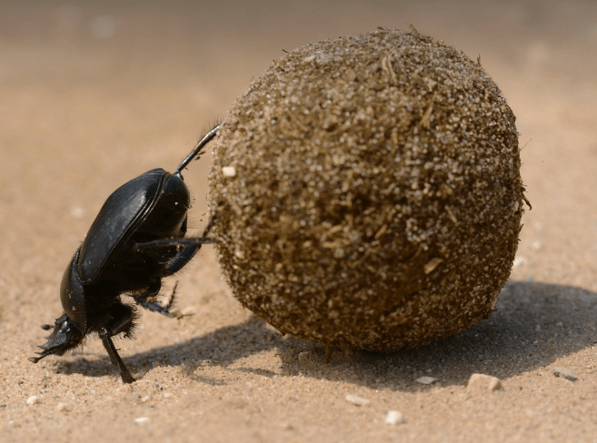 똥 싸는 꿈 해몽 풀이