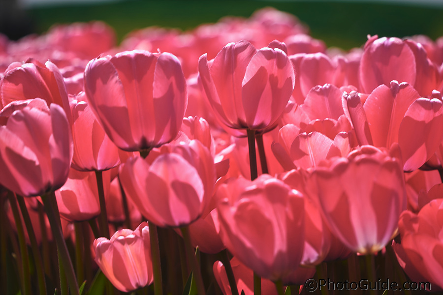 순천만국제정원박람회