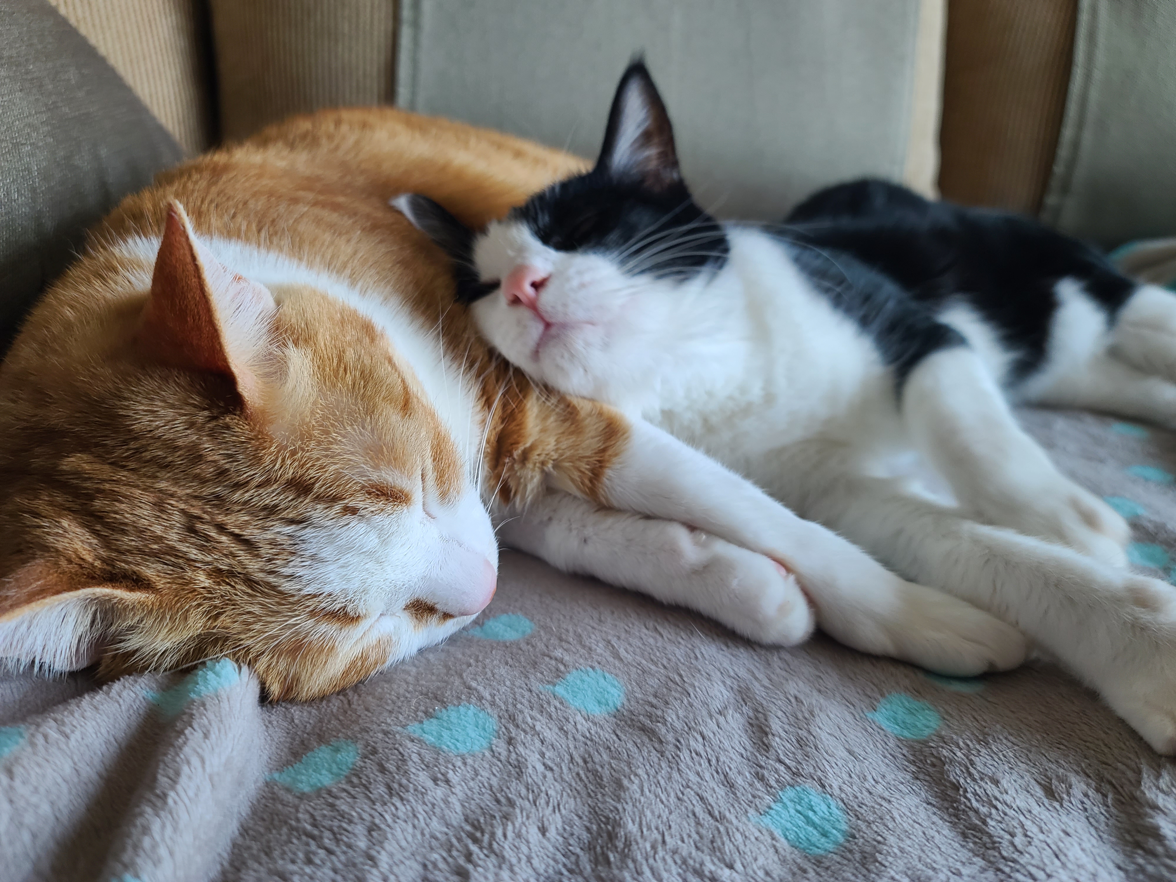 우리집 고양이들에게 치즈냥이 호야의 존재는..