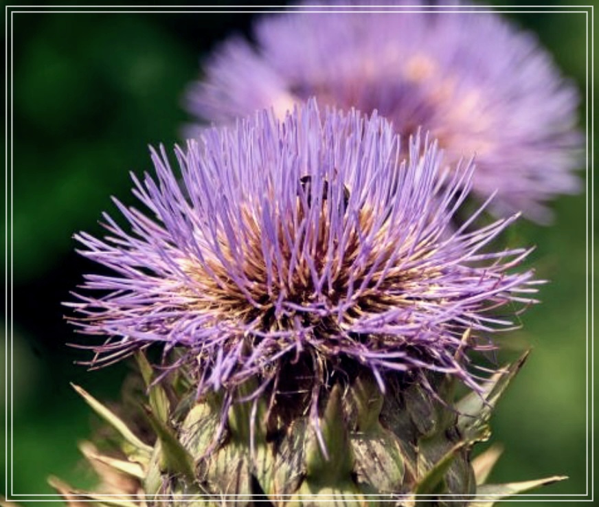 홍화씨 효능&#44; 복용방법 그리고 부작용 총정리.