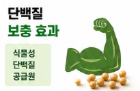 단백질 보충효과
