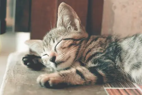 고양이 꿈해몽