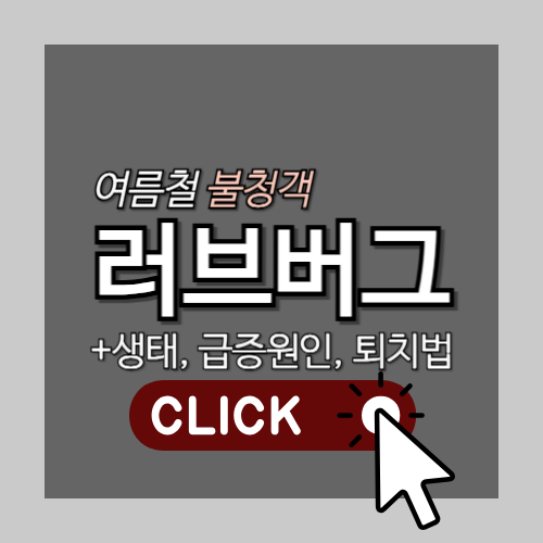 여름철 불청객 러브버그의 생태, 급증원인, 퇴치법 총정리 썸네일