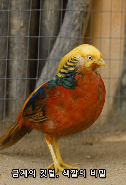 금계의 깃털, 색깔의 비밀