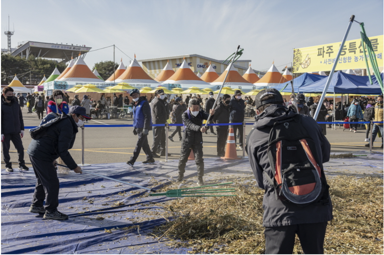 파주 장단콩 축제