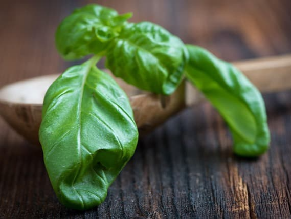 바질 장 내 환경 개선에 도움