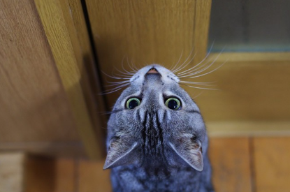 문을 올려다보는 고양이.