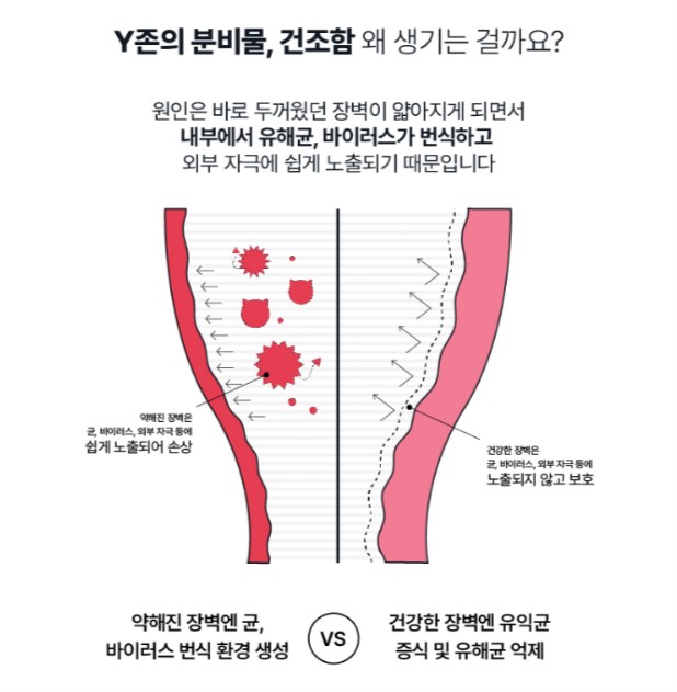 y존의 분비물, 질벽이 얇아짐