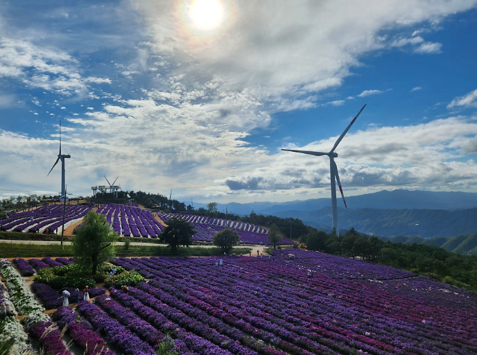 하늘과 맞닿은 곳에서, 아스타국화와 마주치다