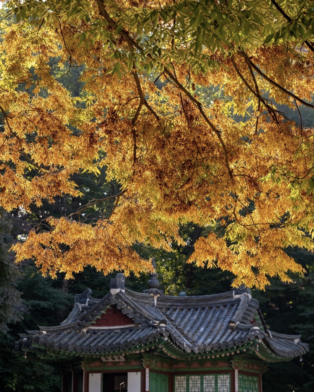 원경 (조선의 왕비, 태종과 함께한 원경왕후의 권력과 삶)