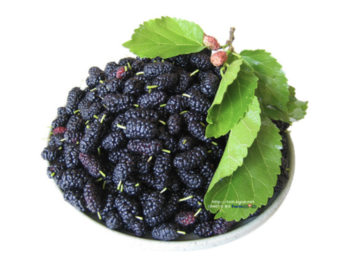 오디 제철 및 보관벙법