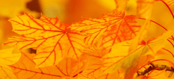 화담숲 단풍 절정시기