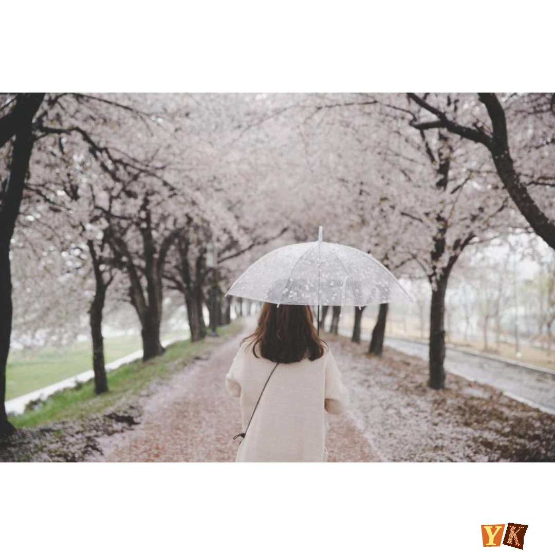 벚꽃 개화시기 2025년 &amp;#44; 전국 벚꽃 명소 BEST 10