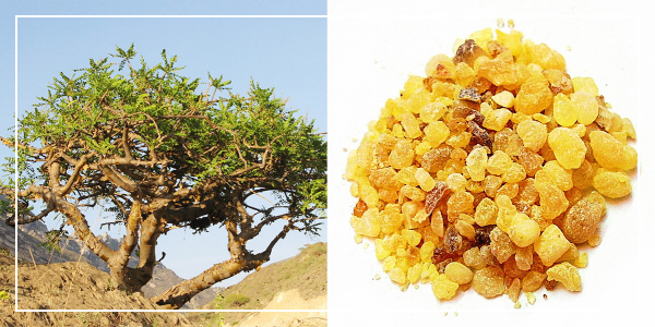 보스웰리아-먹는방법