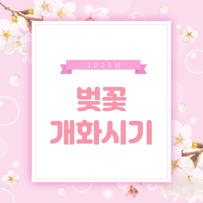 2025 한국 벚꽃 개화시기