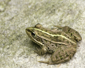 개구리 나오는 꿈