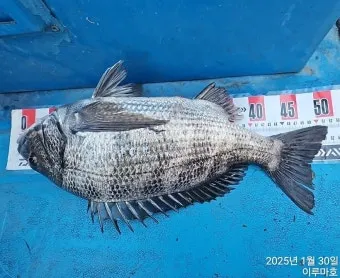 압해도 장감리 감성돔 포인트 소개와 혼자하는 낚시의 즐거움 완벽 낚시 가이드_16