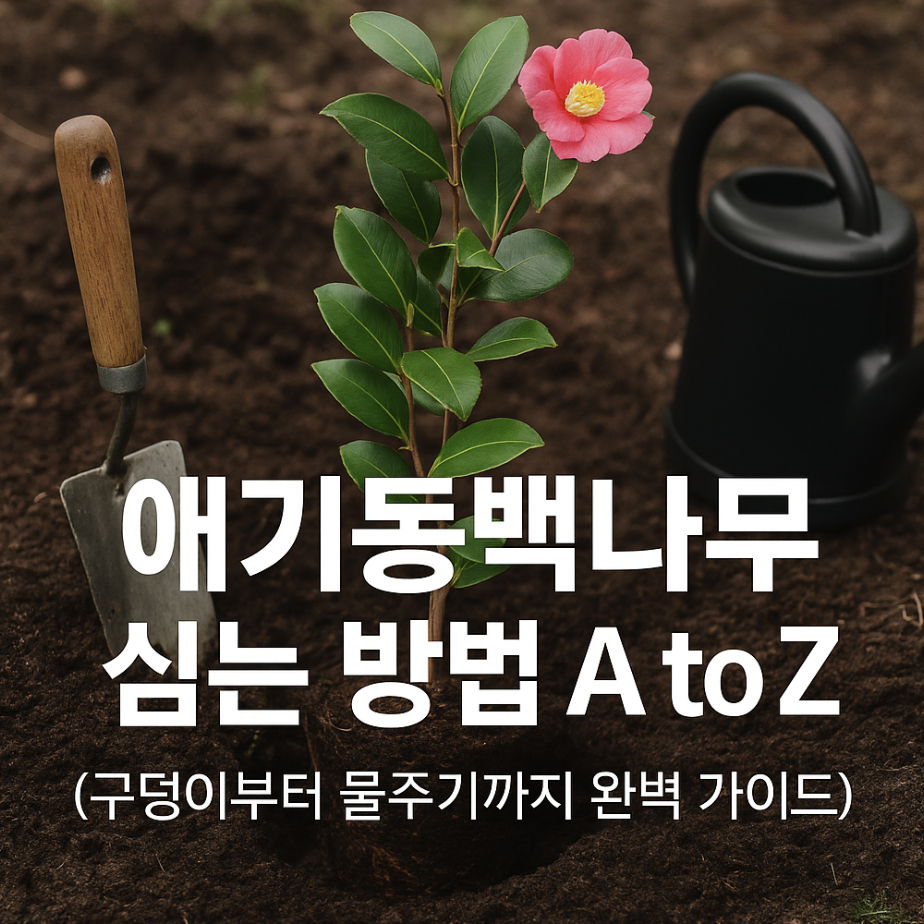 애기동백나무 심는 방법 A to Z (구덩이부터 물주기까지 완벽 가이드)
