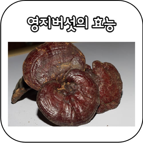 영지버섯효능-썸네일