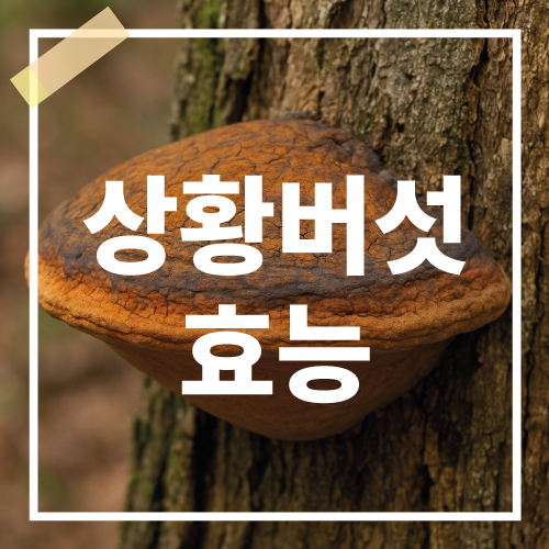 상황버섯효능