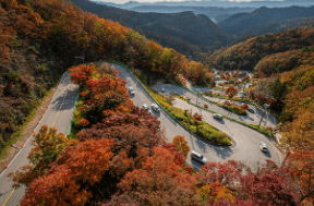 애견동반 숙소 호텔 할인쿠폰
