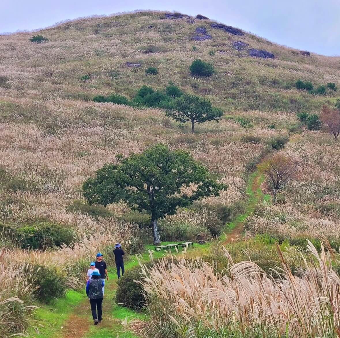 황매산 억새축제기간