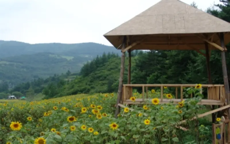 태백 해바라기 축제_8