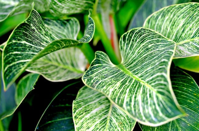 어두운 곳에서도 잘 자랄 수 있는 실내 식물의 특징과 즐거움