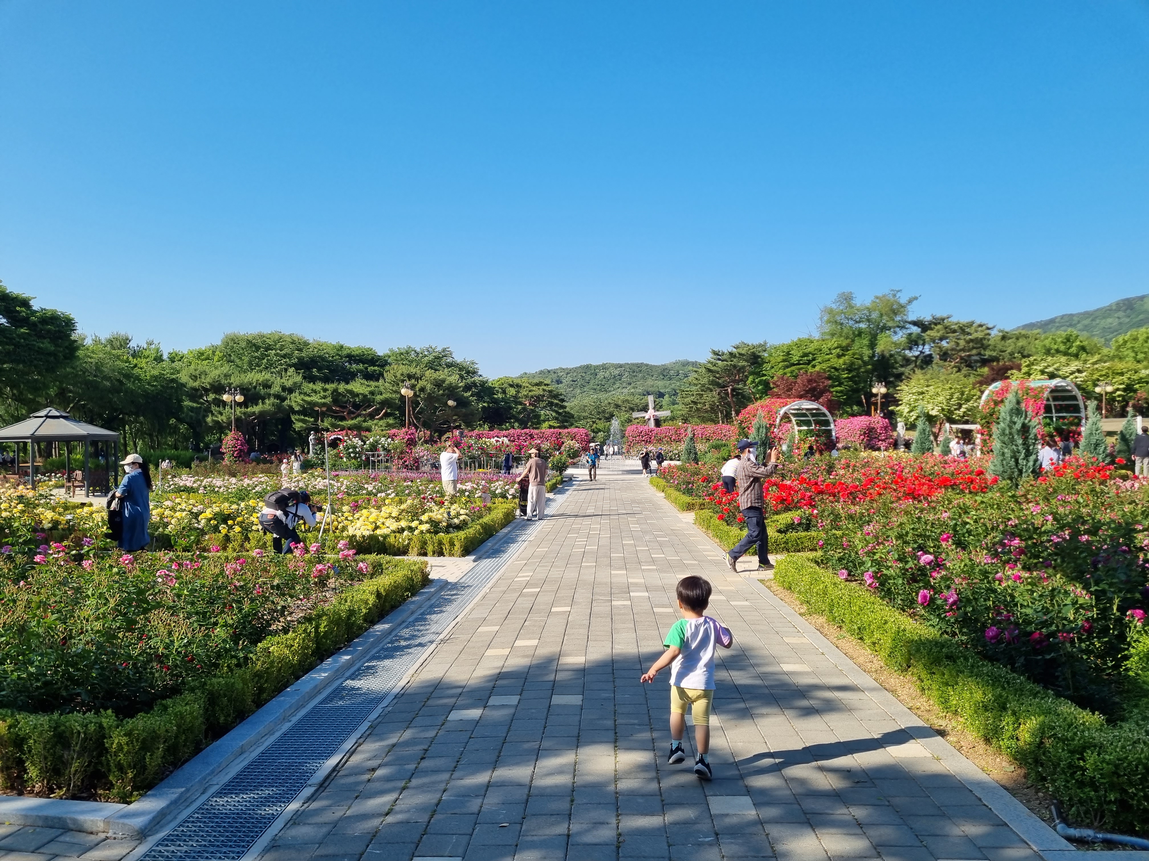 서울대공원 장미원 축제
