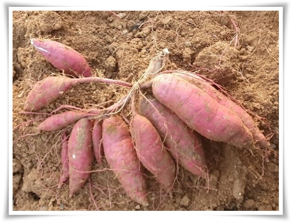 "9월, 고구마 수확 해야죠?" 고구마 수확의 황금 시기와 비밀 노하우!