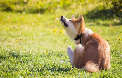 개의 피부가 붉어지는 것은 병