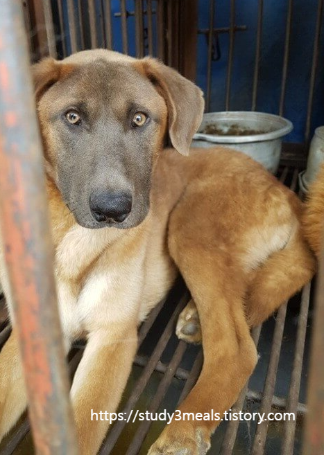 식용개 후속절차