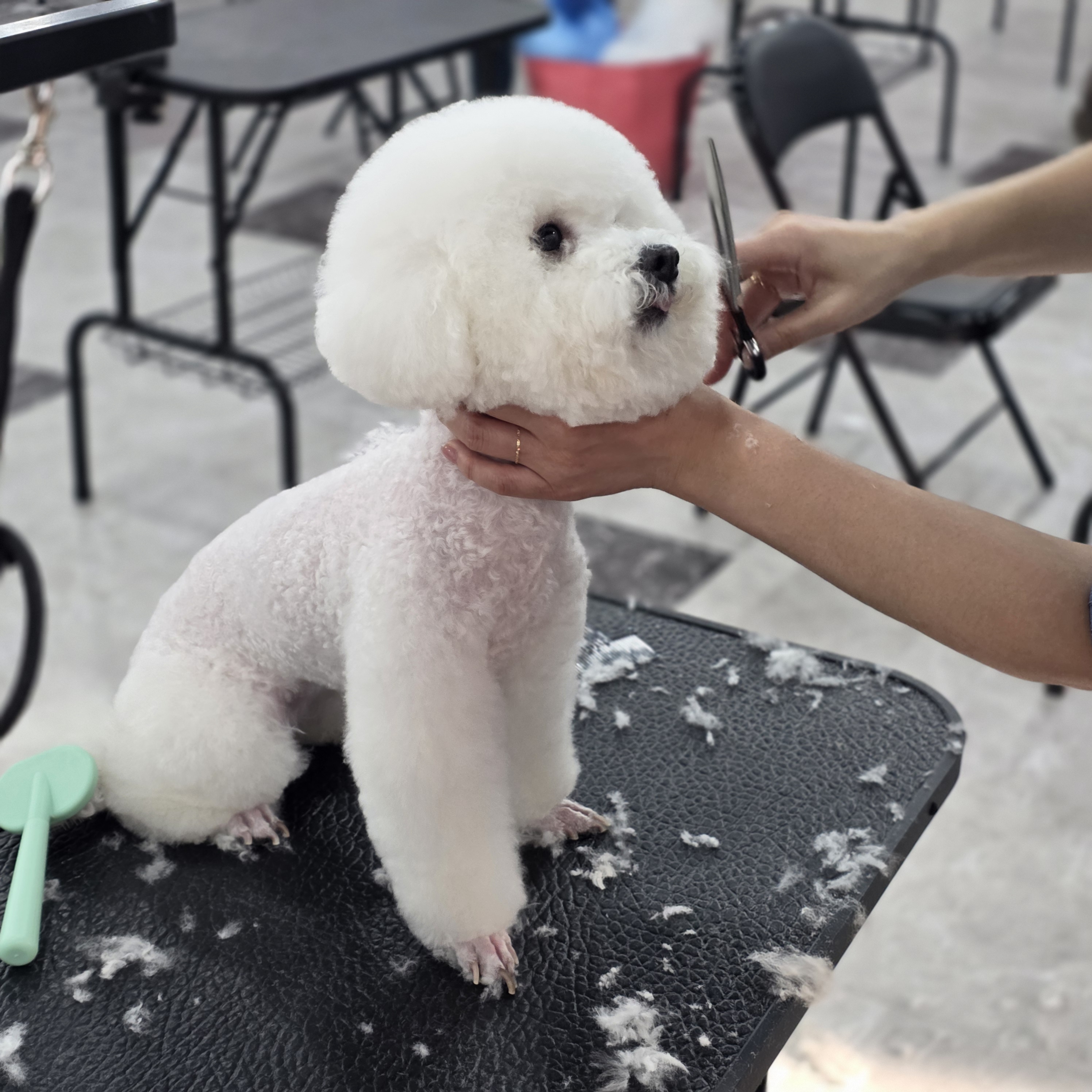 대림애견미용학원