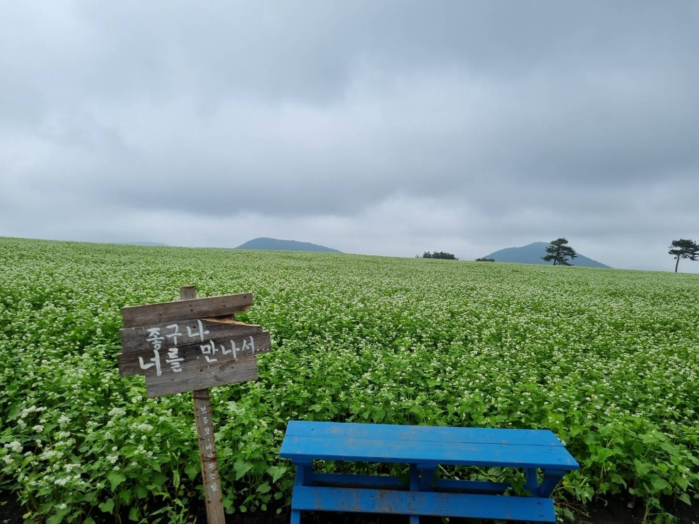 보롬왓 메밀축제