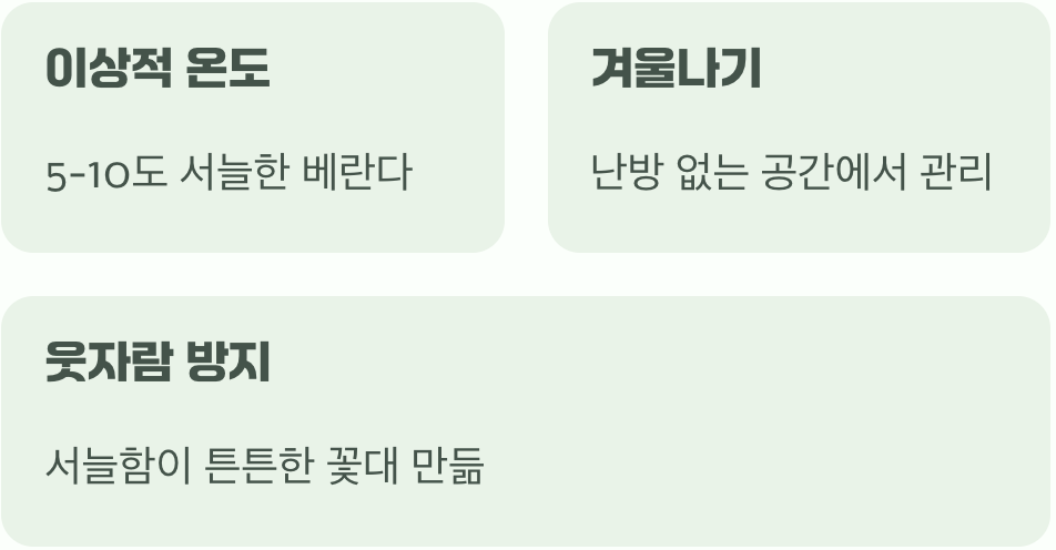 세 번째 비결: 꽃을 부르는 마법, 서늘한 온도