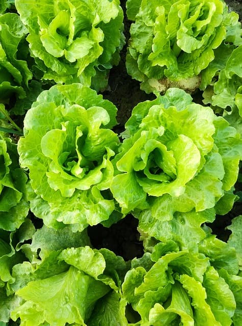 도시에서 유기농 라이프스타일 실천하기: 가능성과 도전 과제