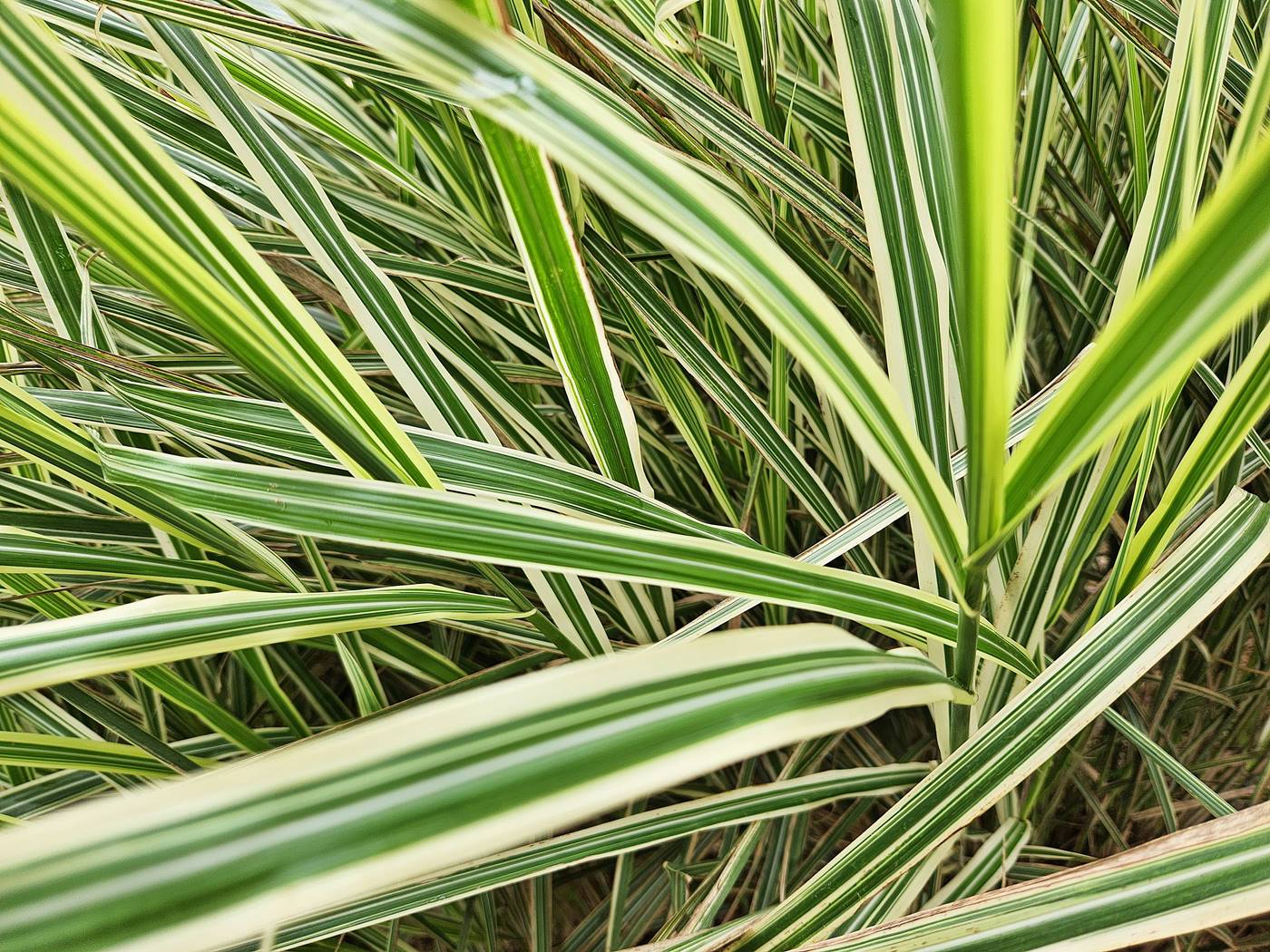 흰줄무늬억새 (참억새 바리에가투스)