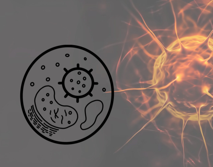 미토콘드리아 그림표현