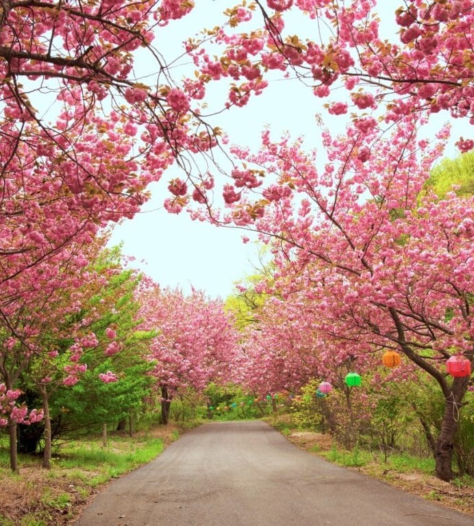 개심사 벚꽃길