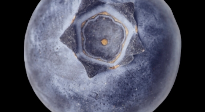 블루베리이미지